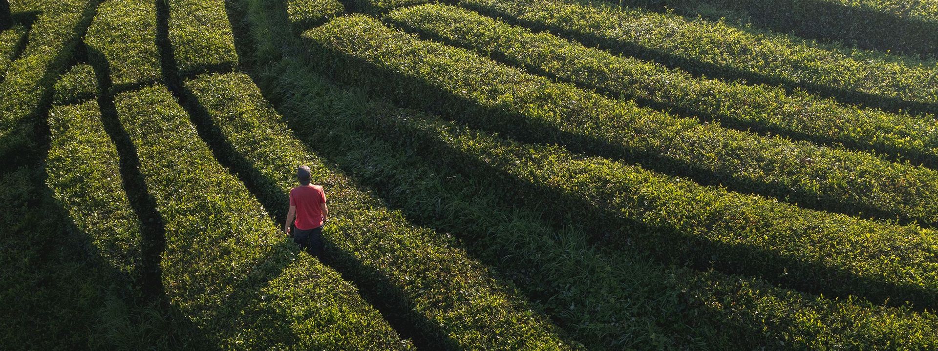 A man wearing a pink t-shirt walking through a maze