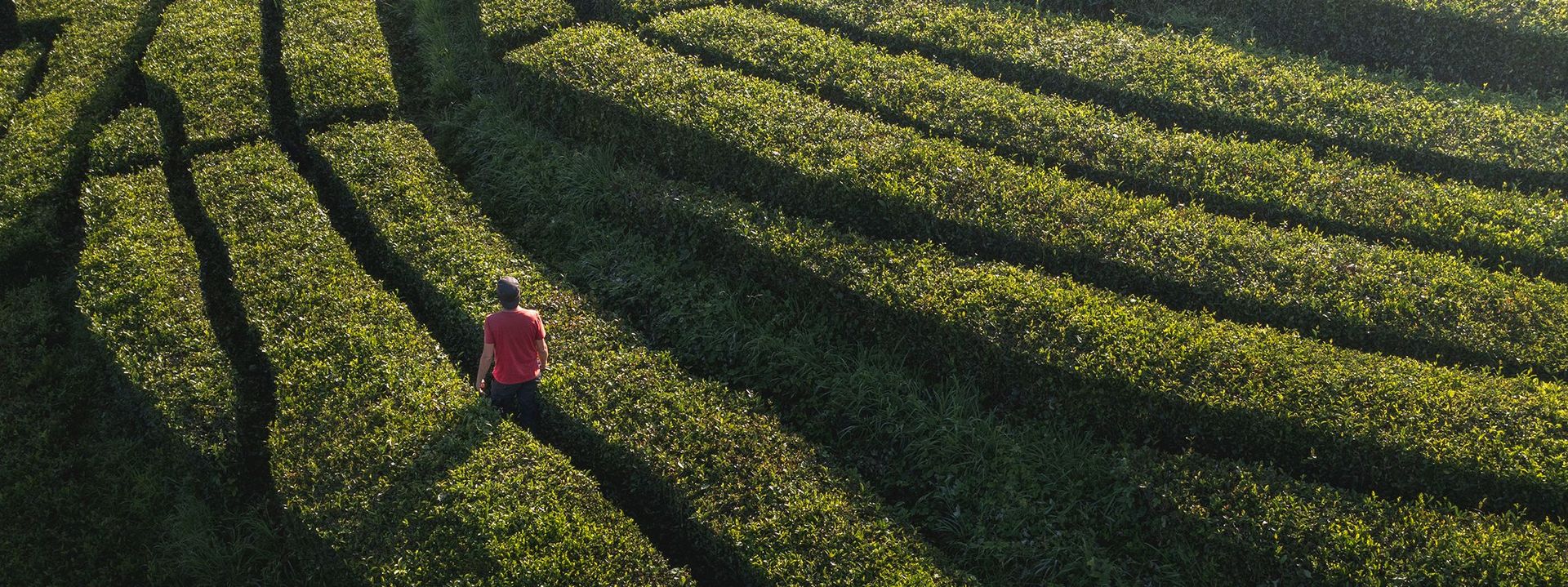 A man wearing a pink t-shirt walking through a maze